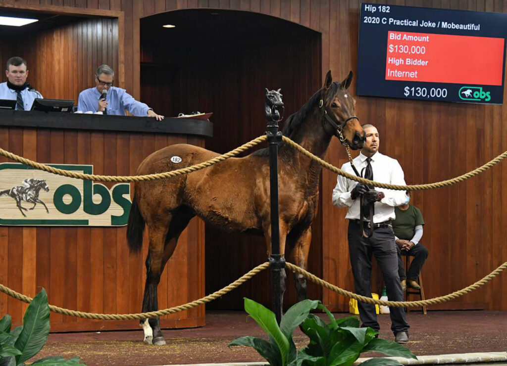 bloodstock agent