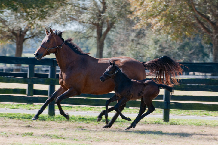 selective breeding