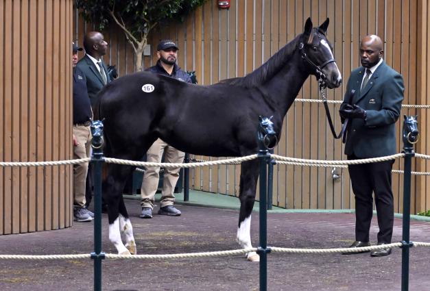 breeding stock sales