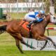 St. Armands Key: Rising Star in Thoroughbred Racing