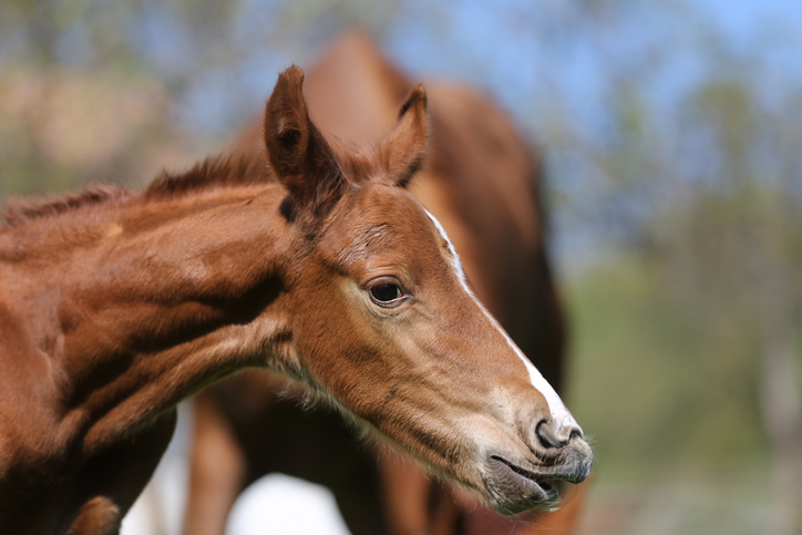 thoroughbred industry