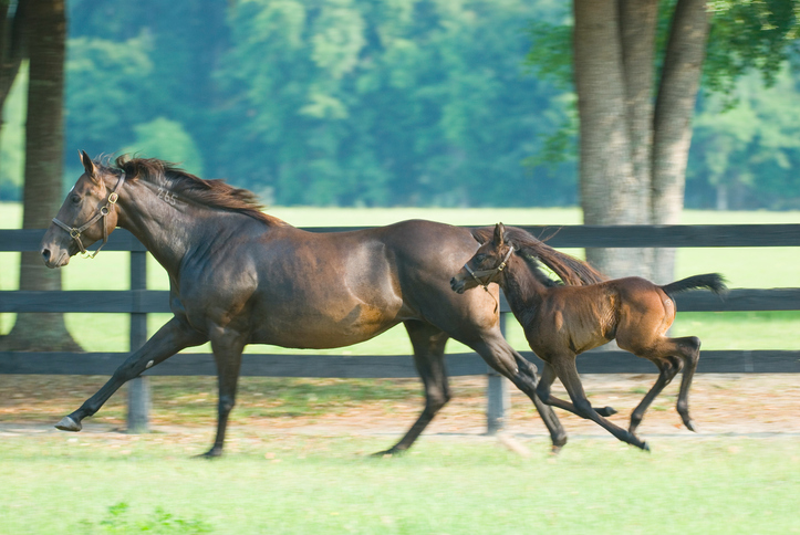 thoroughbred industry