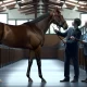 3 Secrets To Mastering Horse Selection For Racehorse Owners