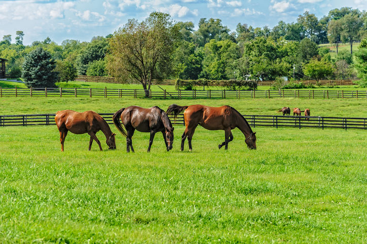 thoroughbred breeding