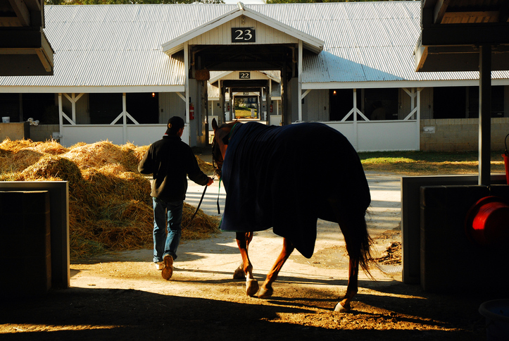 thoroughbred breeding