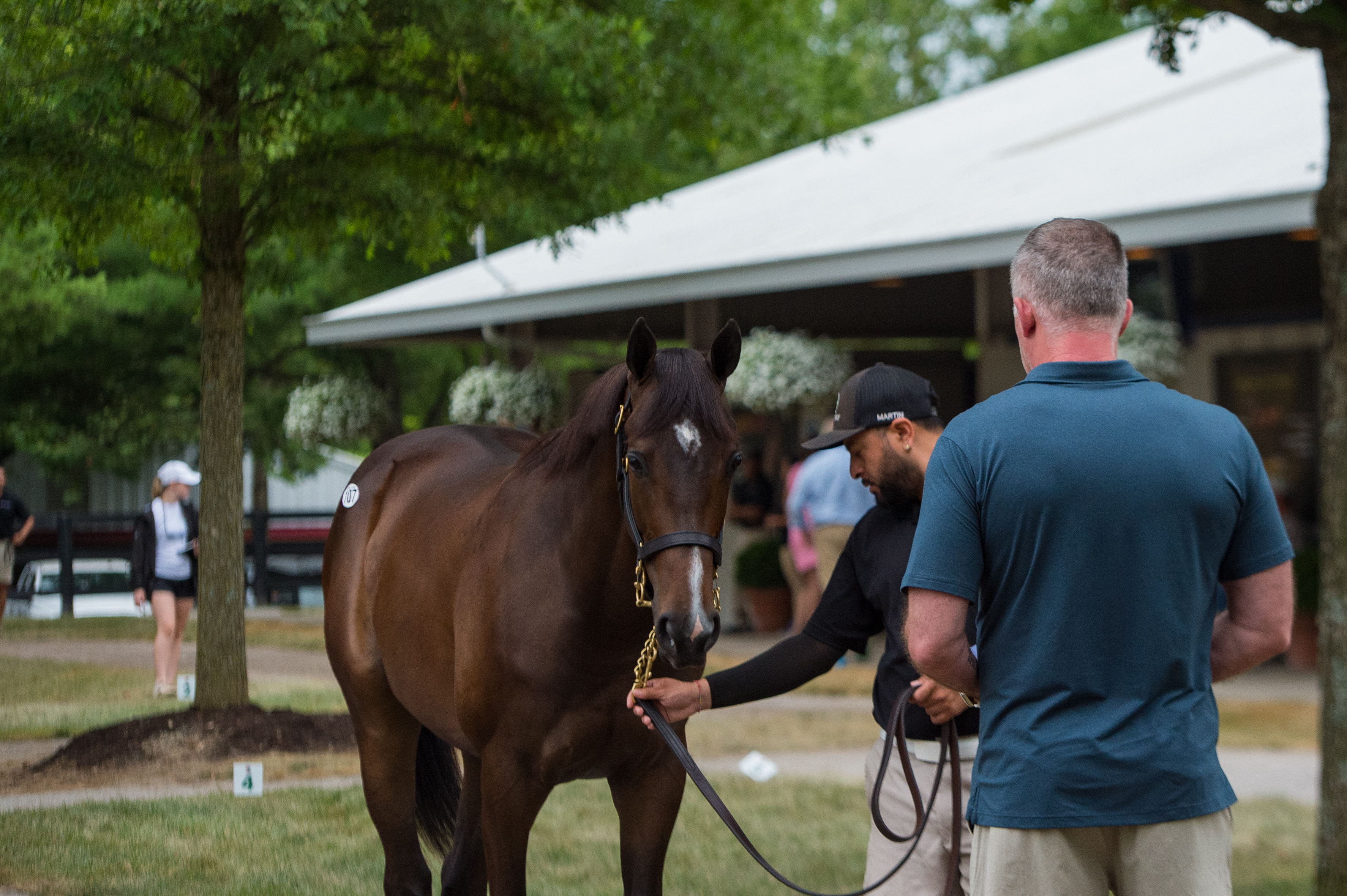 online thoroughbred auctions