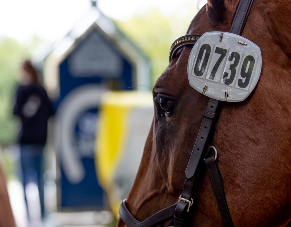 thoroughbred auctions