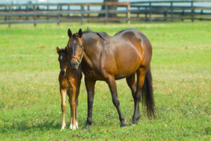 breeding thoroughbreds