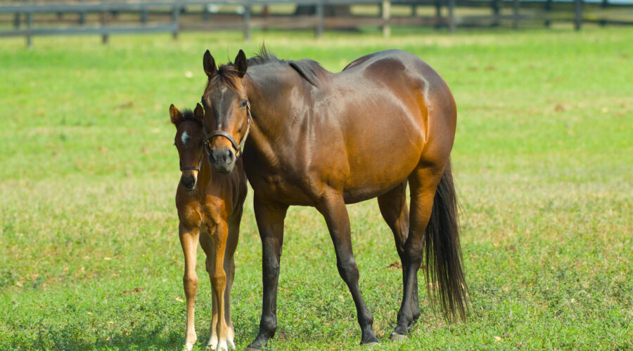 breeding thoroughbreds