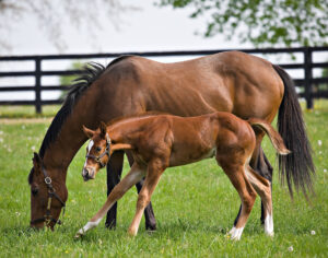 Breeding Success: Why the Dam’s Line is Your Hidden Edge