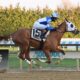 Vehemente Shines: Maiden Victory at Aqueduct by 10+ Lengths