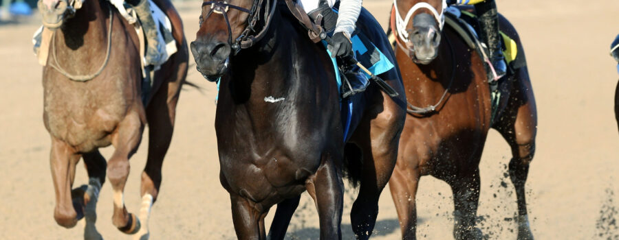 horse