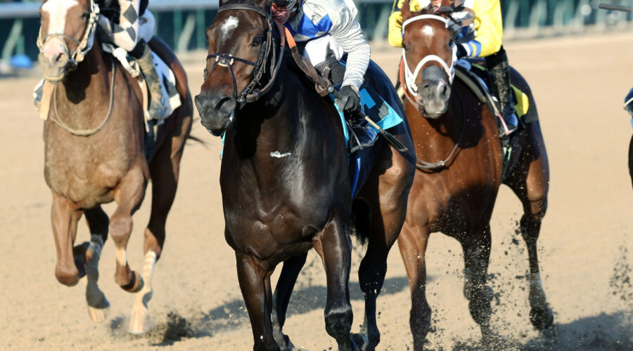 horse
