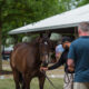 How to Value a Racehorse Before You Bid at Auction