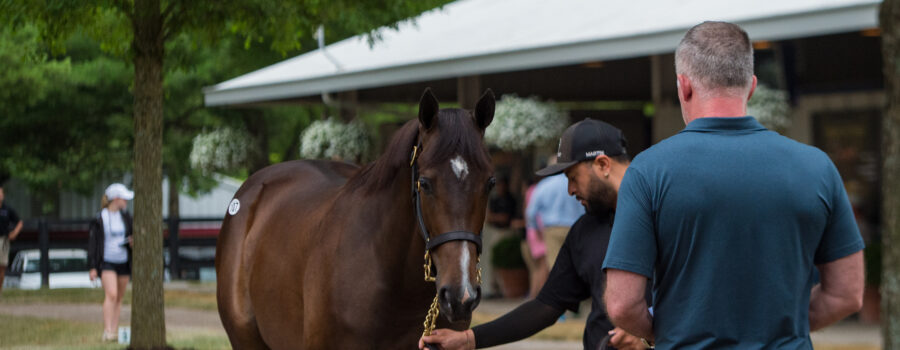 racehorse