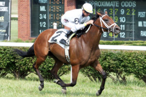 horse