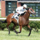 Stop Chasing the Same Horse as Everyone Else