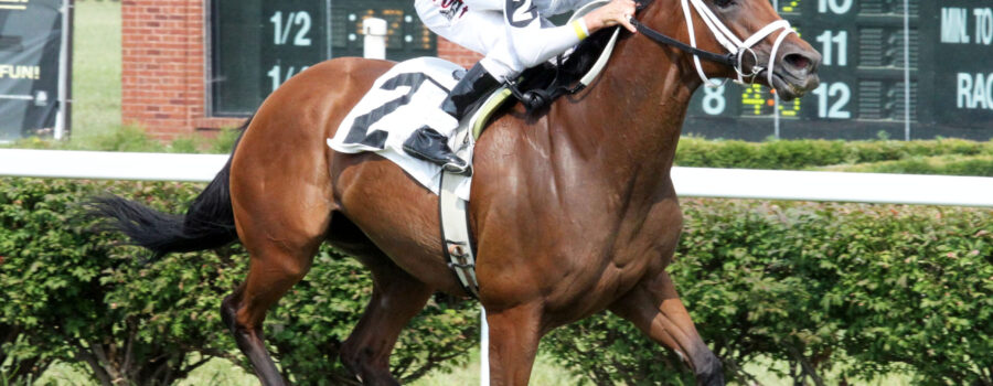 horse