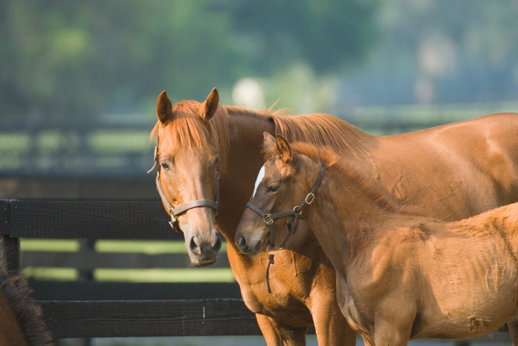 baby horse and mare equine
