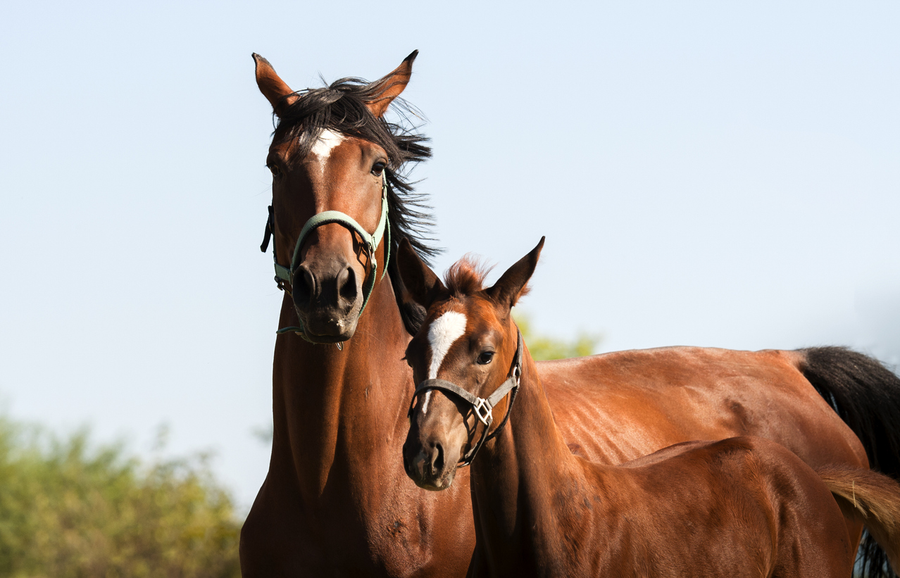 mare and foal