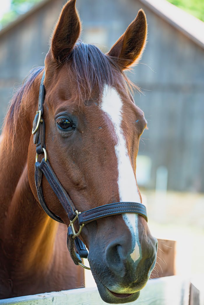 services-img A serene brown horse in a halter, standing near a wooden fence with a rustic barn in the background.