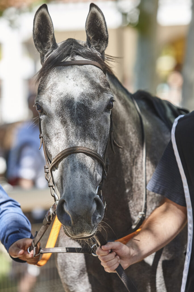 race horse head detail purebred in the paddock hippodrome turf