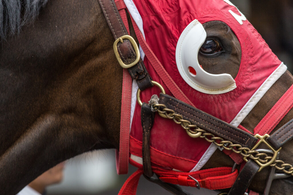 closeup of horse wearing racing tack